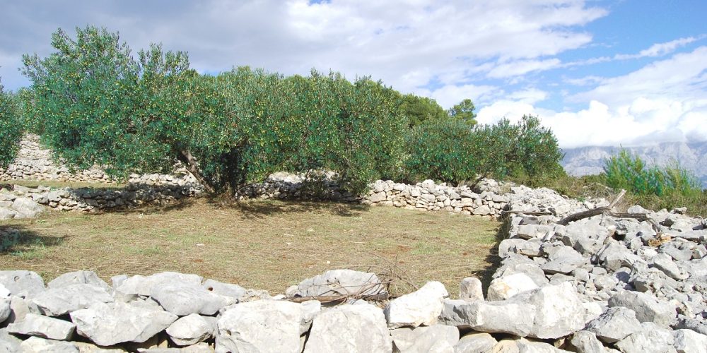 A Brač olive grove