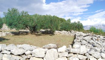 A Brač olive grove