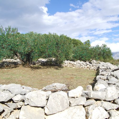 A Brač olive grove