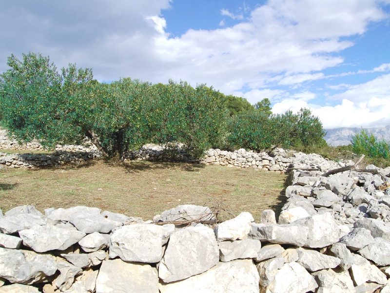 A Brač olive grove